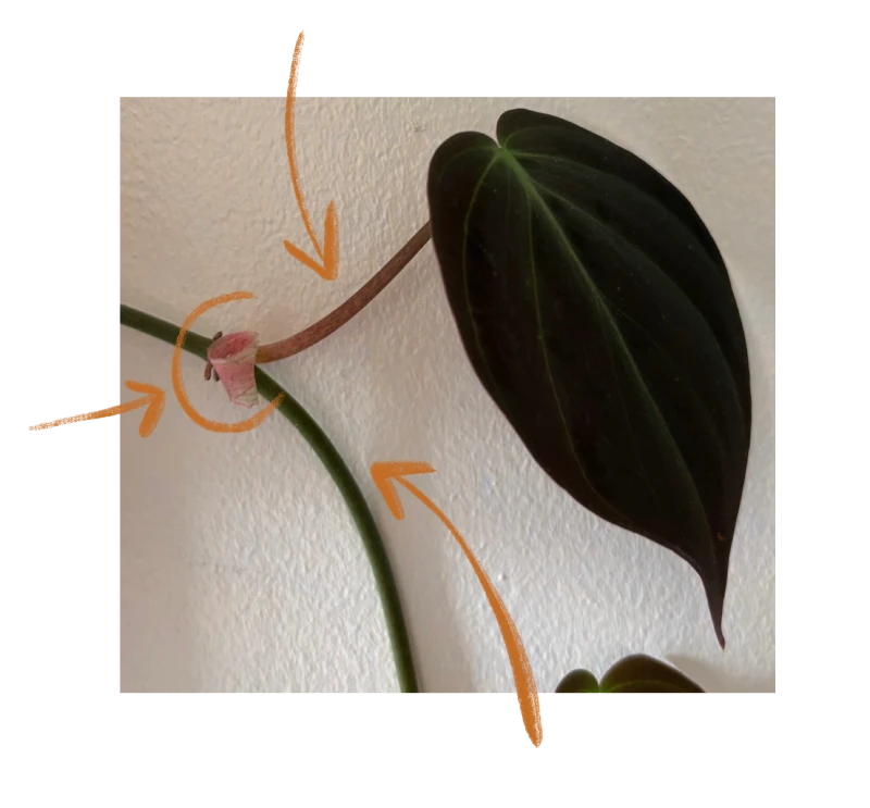 schema of where to do cutting on stem