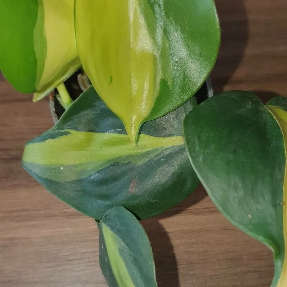 Philodendron hederaceum plant showing characteristic features