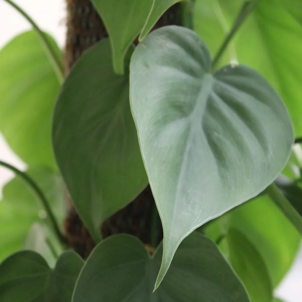 Philodendron hederaceum plant showing characteristic features