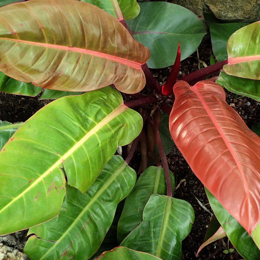 Philodendron hederaceum plant showing characteristic features